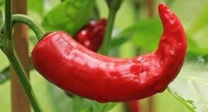 Hot Pepper (Uganda)